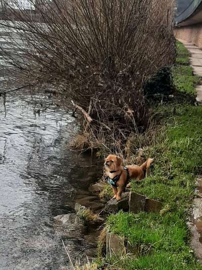 Hundetreffen-Spielgefährtinnen Gesucht😊-Bild