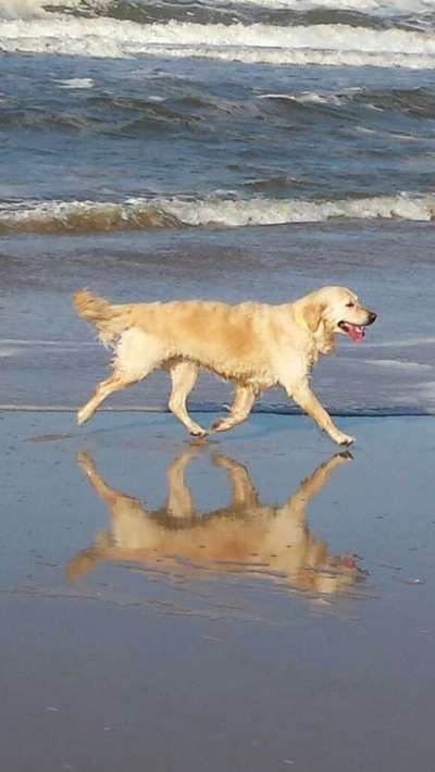 💖😊Das ALLERSCHÖNSTE Foto von deinem Hund💖😊-Beitrag-Bild