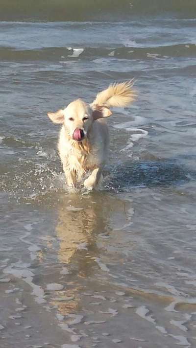 Zeige das lustigste Bild eures Hundis-Beitrag-Bild