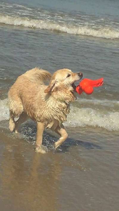 Foto's und Hundemodels-Beitrag-Bild