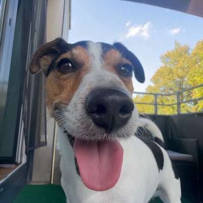 Hundetreffen-Spielefreund-Bild