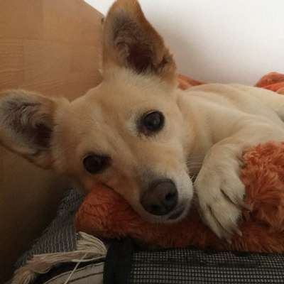 Hundetreffen-Kleine Hundeseniorin sucht Gassikumpels-Bild