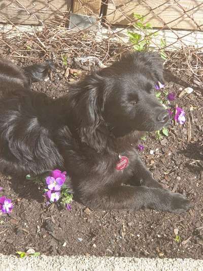 Die Dogorama Monats Challenge "Es grünt und blüht"-Beitrag-Bild