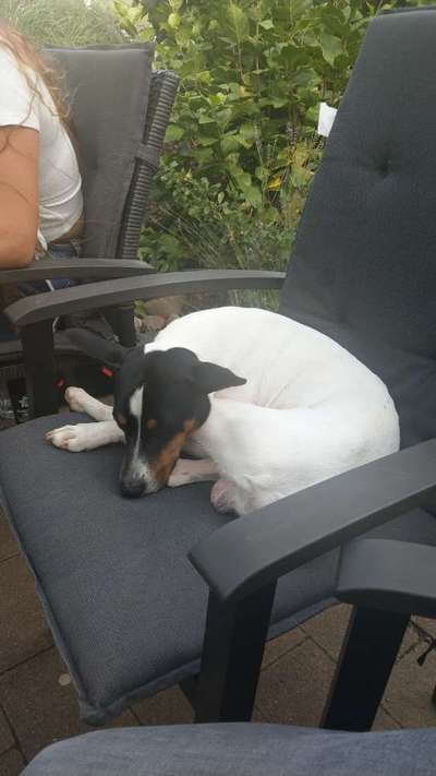 Ratonero Bodeguero Andaluz-Beitrag-Bild