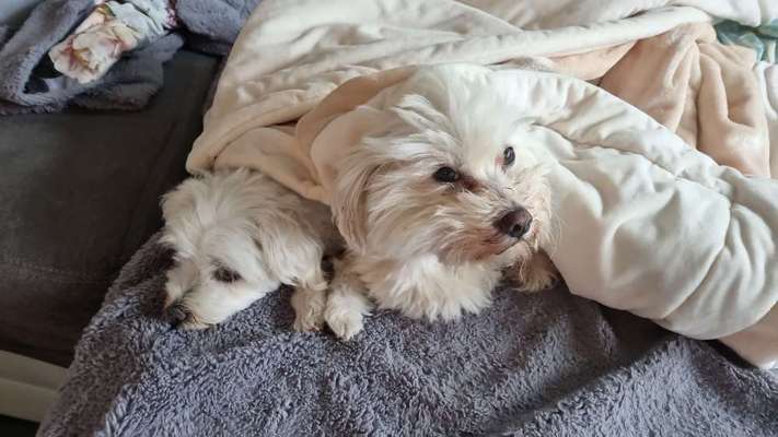 Bester Freund, Hundekumpel - zeigt her!-Beitrag-Bild