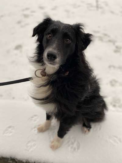 CHALLENGE NR. 19 - Der Hundeblick-Beitrag-Bild