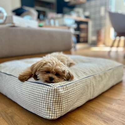 Hundetreffen-Gemeinsame Gassirunde und Spielpartner gesucht-Bild