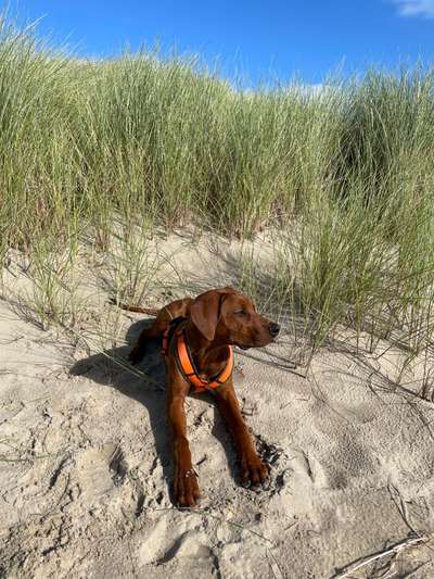 Rhodesian Ridgeback-Beitrag-Bild
