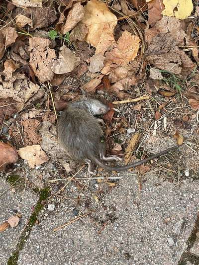 Giftköder-Tote Ratte am Kurpark-Bild
