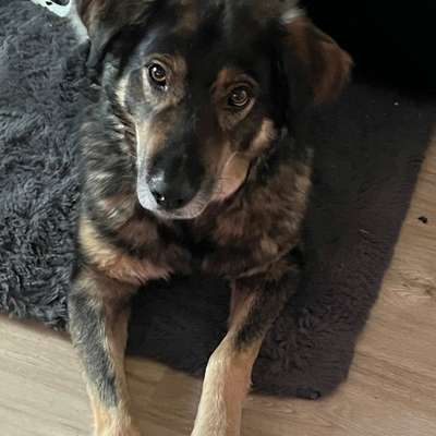 Hundetreffen-Schnuppern-Bild