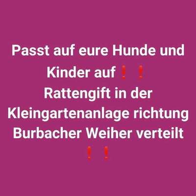 Giftköder-Rattengift-Bild