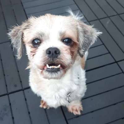 Hundetreffen-Gassi gehen zusammen-Bild