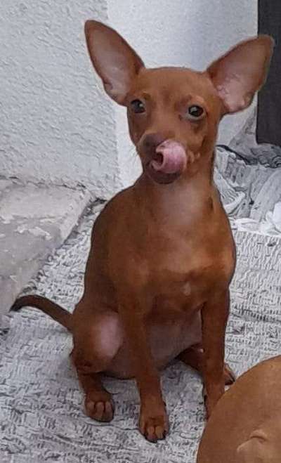 Prager Rattler-Beitrag-Bild