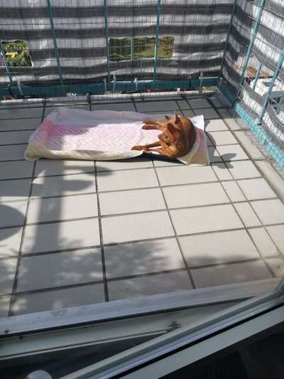 Prager Rattler-Beitrag-Bild