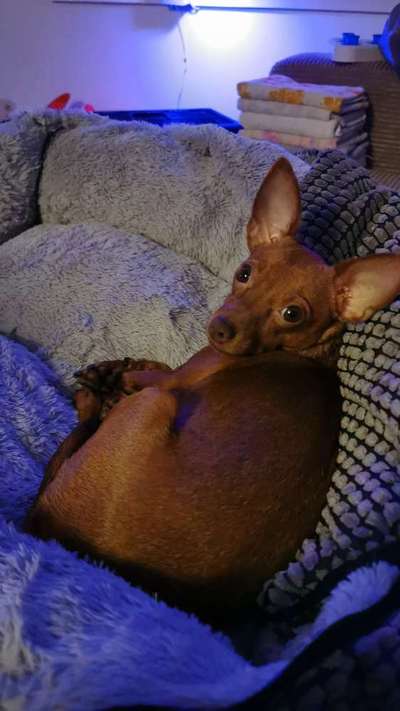 Prager Rattler-Beitrag-Bild