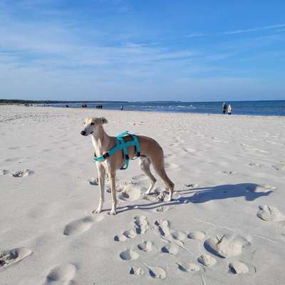 Windhundtreffen - PLZ-Beitrag-Bild