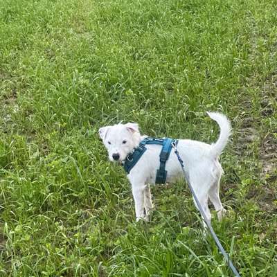 Hundetreffen-Gassirunde für Trainingszwecke-Bild