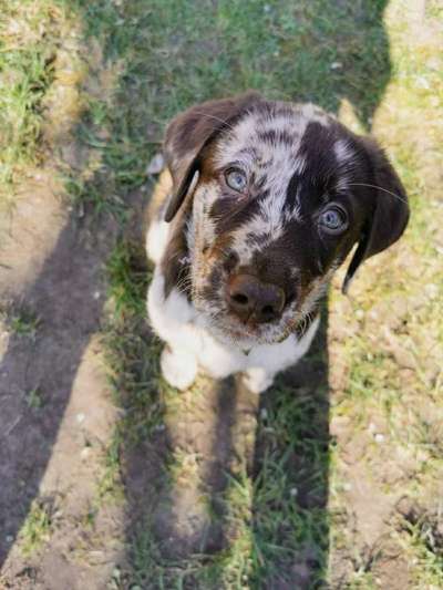 Welpen Bilder !-Beitrag-Bild