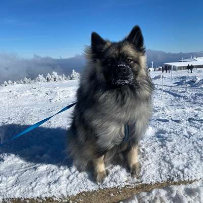 Hundetreffen-Junghunde -Treff in Harburg/Seevetal-Bild