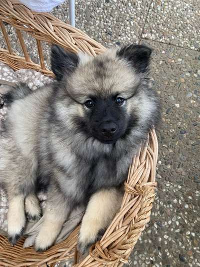 Hundetreffen-Welpentreff Harburg/Seevetal-Bild