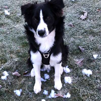 Hundetreffen-Spielkameraden gesucht-Bild