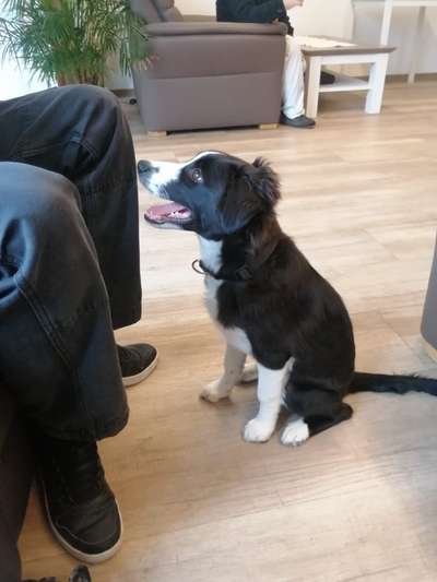 Mischlinge raten - Rätselspaß-Beitrag-Bild