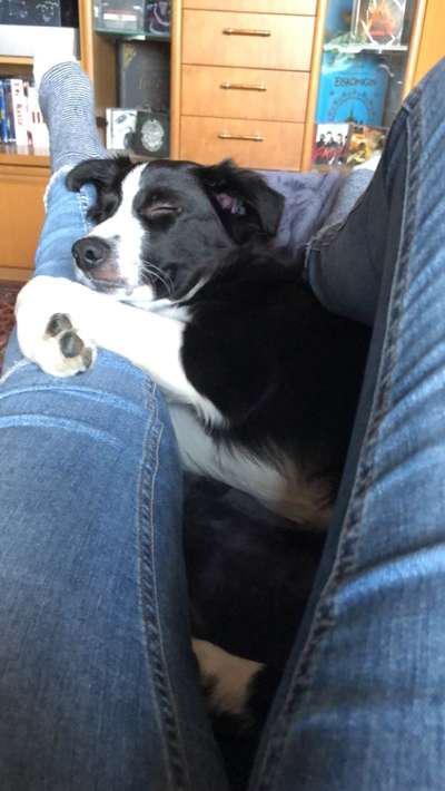 Gibt's hier noch mehr Border Collies???-Beitrag-Bild