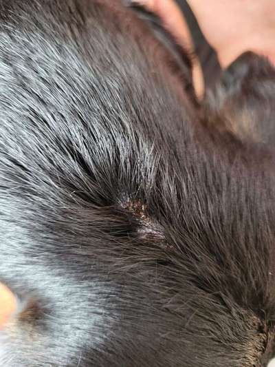 Hautausschlag?-Beitrag-Bild