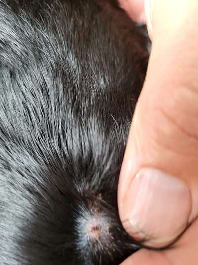 Hautausschlag?-Beitrag-Bild