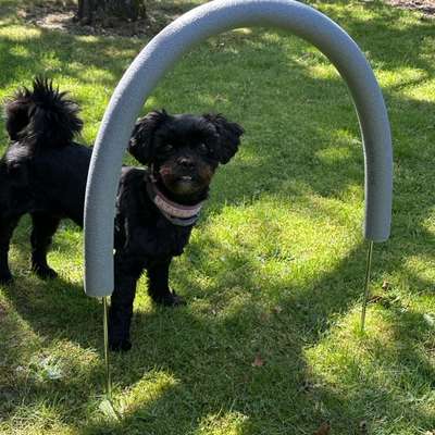 Hundetreffen-Spaziergang mit Übungseinheiten-Bild