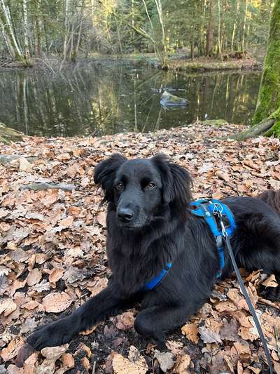 Hundetreffen-Gemeinsame Spaziergänge Bern und Umgebung-Bild