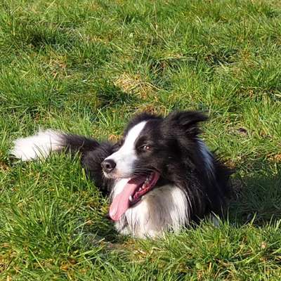 Hundetreffen-Trainingspartner/in oder Sozial Walk