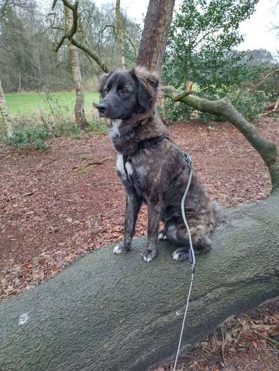 Hunde aus dem Tierschutz: Bulgarien-Beitrag-Bild