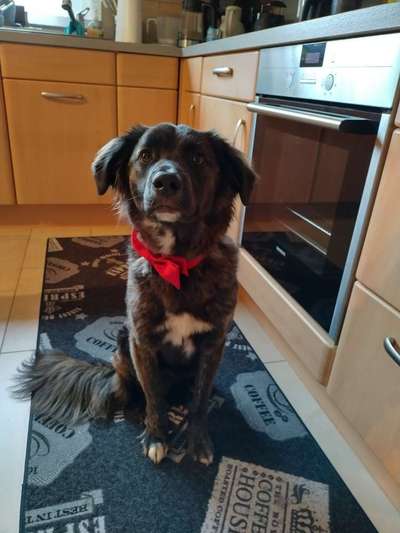 Auslandstierschutz-Beitrag-Bild