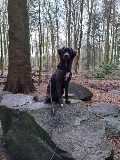 Wald Bild-Beitrag-Bild