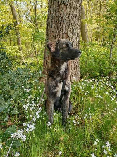 Mischlinge raten - Rätselspaß-Beitrag-Bild