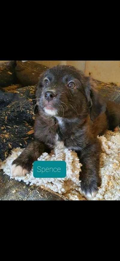 Welpenfotos-Beitrag-Bild