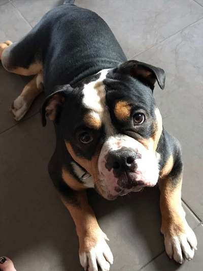 Dein Hund im Dogorama-Kalender 2021-Beitrag-Bild