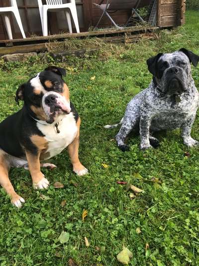 Olde English Bulldogge-Beitrag-Bild