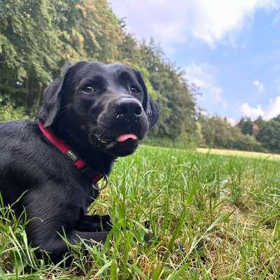 Hundetreffen-Hundewiese Hattingen jemand spontan Lust-Profilbild