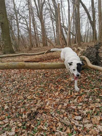 Mischlinge raten - Rätselspaß-Beitrag-Bild