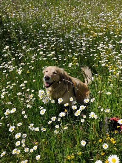 Die Dogorama Monats Challenge "Es grünt und blüht"-Beitrag-Bild