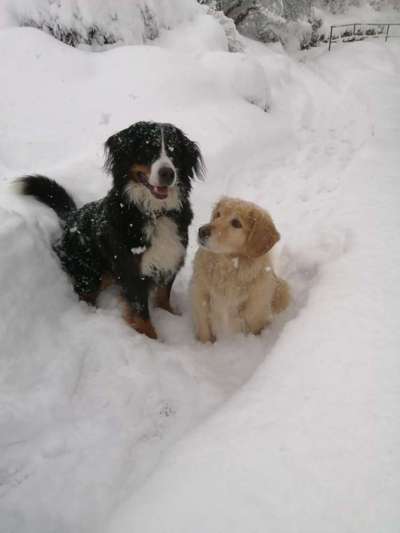 Reha / Kur Klinik mit Hund-Beitrag-Bild