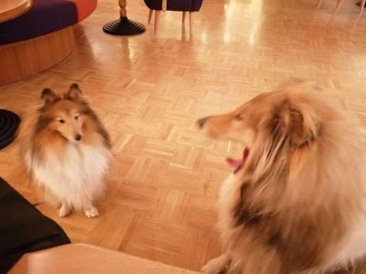 Reha / Kur Klinik mit Hund-Beitrag-Bild