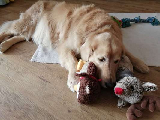 Reha / Kur Klinik mit Hund-Beitrag-Bild