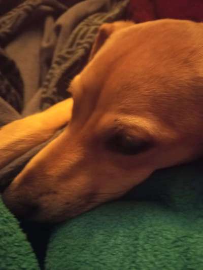 Zeigt mir die tollste Nahaufnahme von eurer Fellnase-Beitrag-Bild