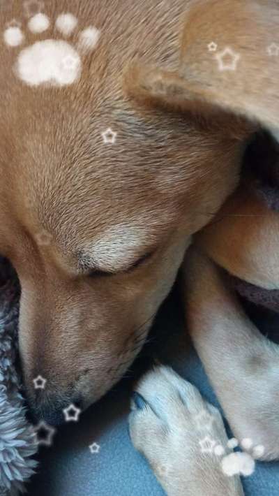 Miniatur Bull Terrier-Beitrag-Bild