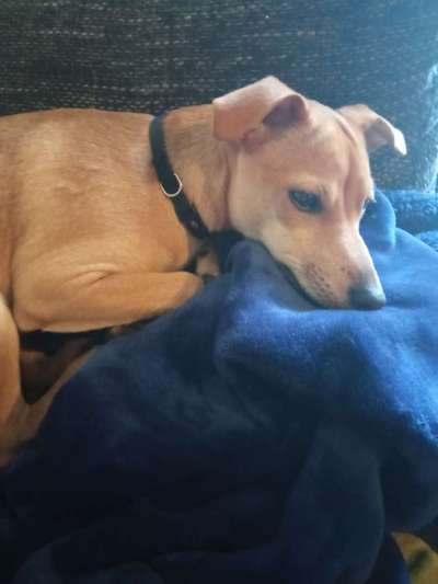 Mischlingshunde Foto Aufruf-Beitrag-Bild