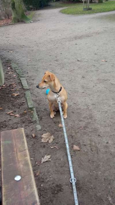 Fotochallange 63: "Dein blühendes Hündchen"-Beitrag-Bild