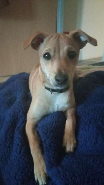 Mischlingshunde Foto Aufruf-Beitrag-Bild